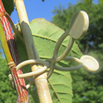 Biodegradable plant tie